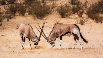Přímorožec oryx (Oryx gazella) – PACO COMO / Shutterstock
