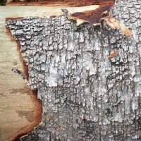 Vnější část peridermu (borka) na kmeni stromu – allstars / Shutterstock