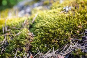 Prutník stříbřitý (Bryum argenteum) – Alexandr Popel / Shutterstock
