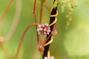 Parazitická rostlina kokotice evropská (Cuscuta europaea) – ChWeiss / Shutterstock