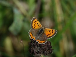 Ohniváček černokřídlý (Lycaena phlaeas) – sundodger / Shutterstock