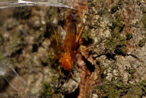 Bedlobytka houbová (Mycetophila fungorum) – Sergey / Shutterstock