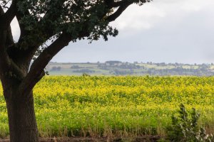Hořčice setá (Sinapis alba), často pěstovaná jako meziplodina – Wut_Moppie / Shutterstock