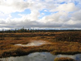 Rašeliniště v tajze, Rusko – Walera / Shutterstock