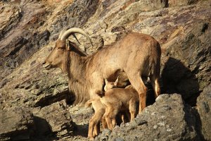 Paovce hřivnatá (Ammotragus lervia) – islavicek / Shutterstock