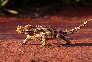 Moloch ostnitý (Moloch horridus) – Uwe Bergwitz / Shutterstock
