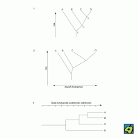 Dendrogram: (1) kladogram taxonů A, B, C, D; (2) fylogram taxonů A, B, C, D; (3) fenogram taxonů A, B, C, D – větvení naznačuje pouze shodu na úrovni škálou určeného koeficientu podobnosti – CoJeCo.cz (CC BY-SA 4.0)
