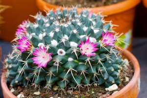 Kvetoucí kaktus Mammillaria melanocentra – Natalia van D / Shutterstock