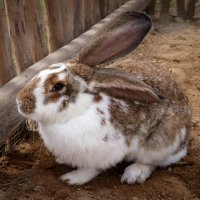 Králík domácí (Oryctolagus cuniculus) – Vaclav Sonnek / Shutterstock