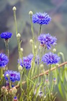 Chrpa modrá (Centaurea cyanus) – Algirdas Gelazius / Shutterstock