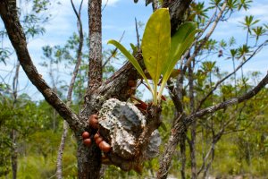Hlízovitě ztlustlý podděložní článek rostliny Myrmecodia tuberosa, národní park Bako, Borneo – anjahennern / Shutterstock