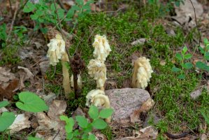 Hnilák smrkový (Monotropa hypopitys) – oFFsoRRy / Shutterstock