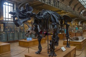 Kostra vyhynulého savce rodu Uintatherium, Museum of Natural History, Paříž, Francie – Danny Ye / Shutterstock