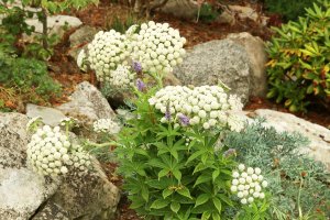 Měsíční mrkev (Seseli gummiferum) – Anna50 / Shutterstock