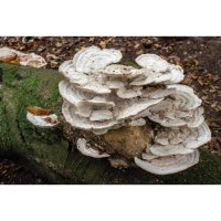 Dřevokazná houba – Philip Bird LRPS CPAGB / Shutterstock