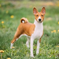 Basenji – Grisha Bruev / Shutterstock