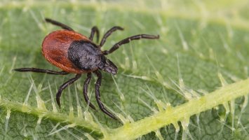 Klíště obecné (Ixodes ricinus) na listu kopřivy – KPixMining / Shutterstock