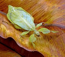 Lupenitka zelená (Phyllium frondosum) – cheattha / Depositphotos