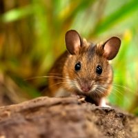 Myšice lesní (Apodemus flavicollis) – Stephan Morris / Shutterstock