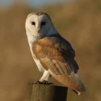 Sova pálená (Tyto alba) – Sandra Standbridge / Shutterstock