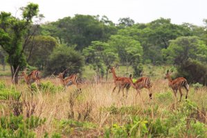 Kafue – Frank Booth / Shutterstock