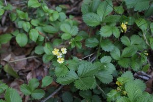 Řepíček řepíkovitý (Aremonia agrimonoides) – Vankich1 / Shutterstock