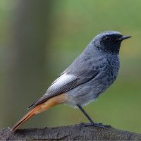 Rehek domácí (Phoenicurus ochruros) – stmilan / Shutterstock