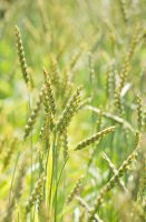 Pšenice špalda (Triticum spelta) – Karen Kaspar / Shutterstock