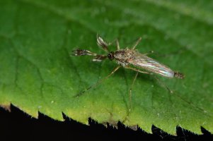 Pakomár kouřový (Chironomus plumosus) – Marek Velechovsky / Shutterstock