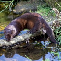 Norek (Lutreola lutreola) – phil_bird / Depositphotos