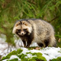 Psík mývalovitý, mývalovec kuní (Nyctereutes procyonoides) – Stanislav Duben / Shutterstock