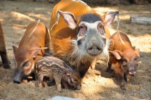 Štětkoun africký (Potamochoerus porcus) – J.NATAYO / Shutterstock