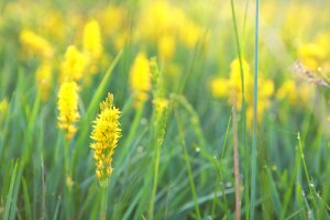 Liliovec kostilomka (Narthecium ossifragum) – Olha Rohulya / Shutterstock