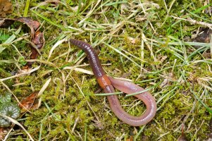 Žížala obecná (Lumbricus terrestris) z třídy opaskovců – PHOTO FUN / Shutterstock