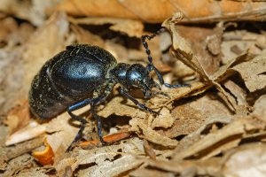 Majka fialová (Meloe violaceus) – gsafarek / Depositphotos