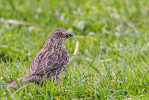 Bylinorubec chilský (Phytotoma rara) – Luciano Queiroz / Shutterstock