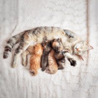 Kočka domácí, kojící koťata – Rashid Valitov / Shutterstock