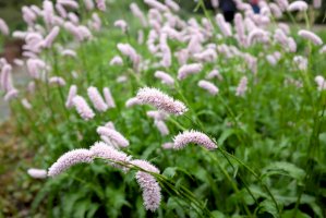 Rdesno hadí kořen – cristo95 / Shutterstock