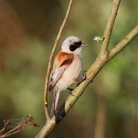 Moudivláček lužní (Remiz pendulinus) – Marcin Perkowski / Shutterstock