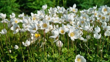 Sasankovka lesní (Anemone sylvestris) – Mariola Anna S / Shutterstock