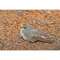 Vlaštovka hnědá (Ptyonoprogne fuligula) – Ondrej Prosicky / Shutterstock