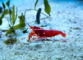 Krevetka šarlatová (Lysmata debelius) – Podolnaya Elena / Shutterstock