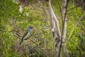 Kurol madagaskarský (Leptosomus discolor) – Virginie Merckaert / Shutterstock