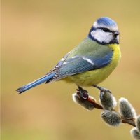 Sýkora modřinka (Parus caeruleus) – Miroslav Hlavko / Shutterstock
