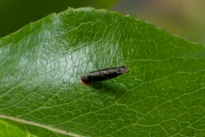 Pouzdrovníček pupenový (Coleophora hemerobiella) – Sergey_Spritnyuk / Shutterstock
