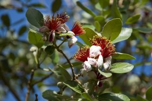 Aka jedlá neboli fejchoa (Acca sellowiana), kvetoucí větvička – pokku / Shutterstock