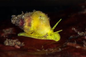 Žlutý mořský plž Epidendrium billeeanum, Lembeh Strait (Indonésie) – Oksana Maksymova / Shutterstock