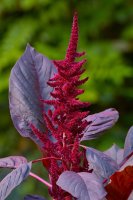 Laskavec krvavý (Amaranthus cruentus) z čeledi laskavcovitých – Ole Schoener / Shutterstock
