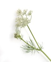 Kmín kořenný – Manfred Ruckszio / Shutterstock