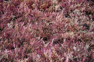 Kvetoucí slanorožec bylinný rozprostřený (Salicornia herbacea prostrata) – Ostropel / Shutterstock